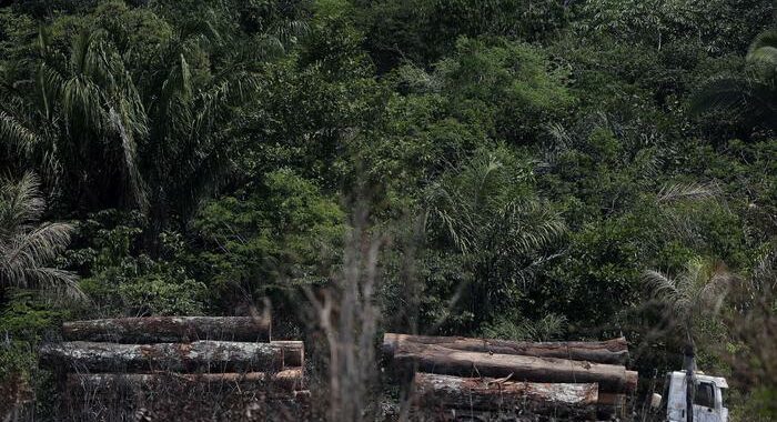 Amazzonia: persi 745 milioni alberi. Ong, ‘dati omessi a Cop26’