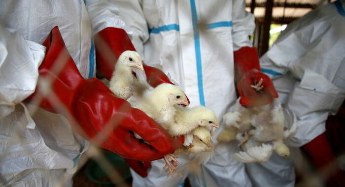 Circolare,focolai aviaria nel pollame,rischio basso per uomo