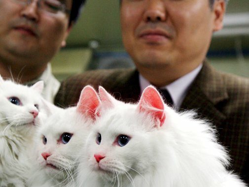 Corea sud:’in 3 anni i gatti causa di 107 incendi domestici’