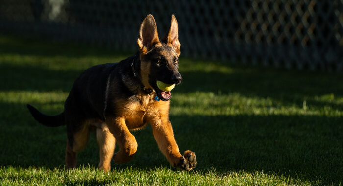 Usa: alla Casa Bianca arriva Commander, il nuovo cane dei Biden