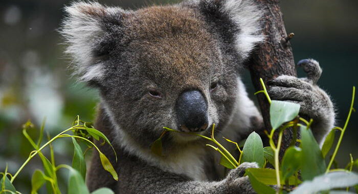 Australia: 35 milioni di dollari per proteggere i koala