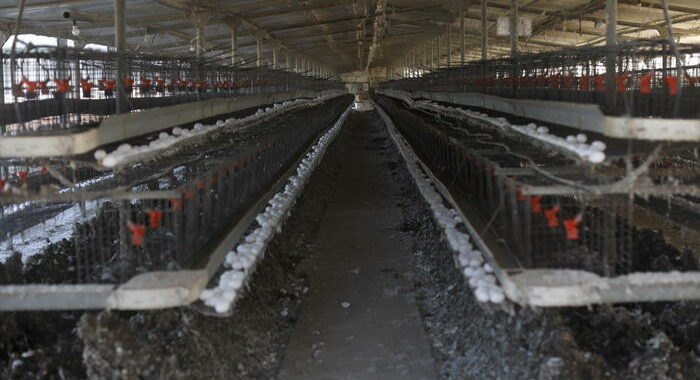 Israele: ministero,l’influenza aviaria ora è sotto controllo