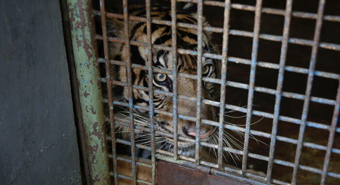 Usa: ‘Tiger king’ resta in carcere, confermati 21 anni