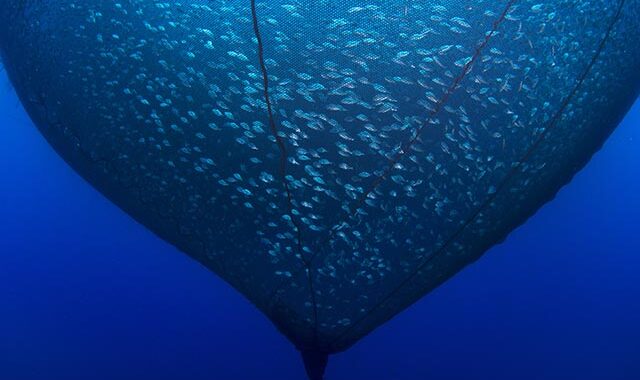 Tidal, il progetto di Google per salvare gli oceani