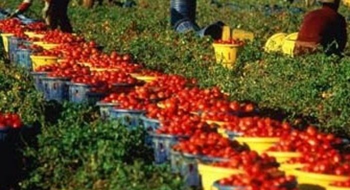 Rinnovato contratto operai agricoli, aumento del 4,7%