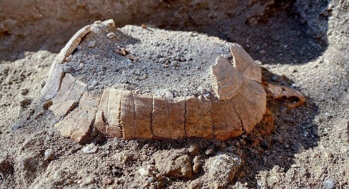 Sorpresa a Pompei, dagli scavi una tartaruga col suo uovo