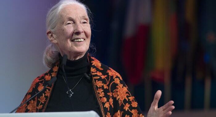 Arriva la Barbie di ‘Jane Goodall’, la mamma degli scimpanzè