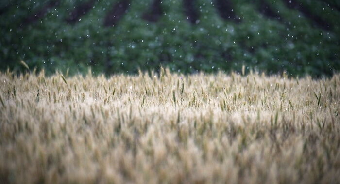 Mosca, creati due corridoi per export grano in Mar Nero