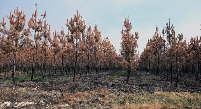 Francia: incendi anche nel Jura, bruciati 330 ettari boschi