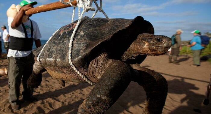 Indagini sull’uccisione di 4 tartarughe giganti delle Galapagos