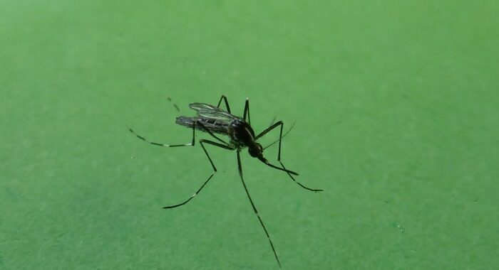 ++ West Nile, 71 casi e 2 decessi in Italia in 7 giorni ++