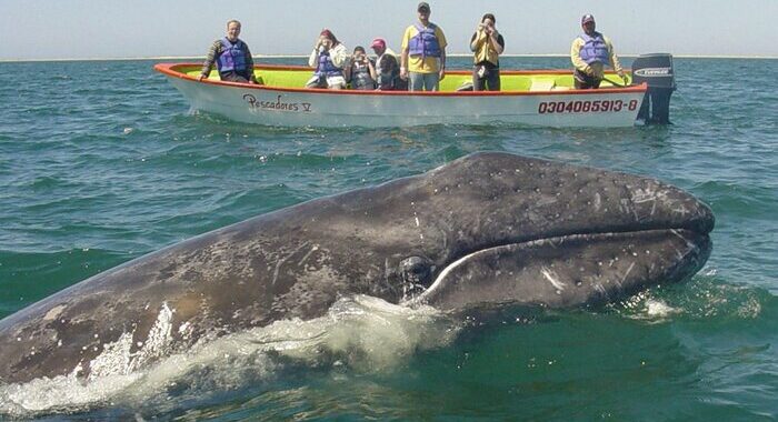 Nuova Zelanda: barca contro balena, cinque le vittime