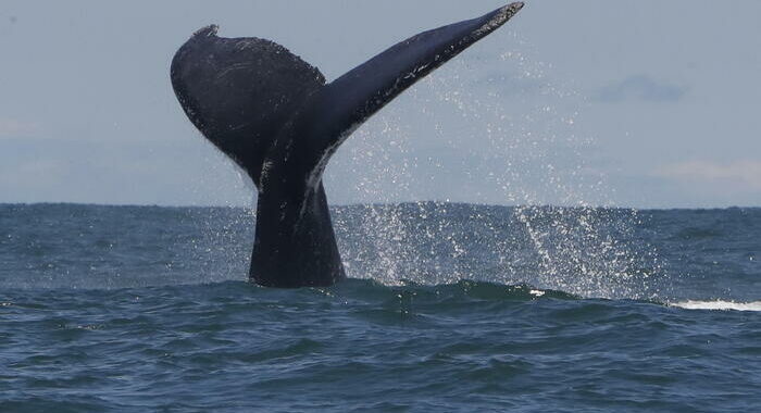 Nuova Zelanda: barca contro una balena, 2 morti e 3 dispersi