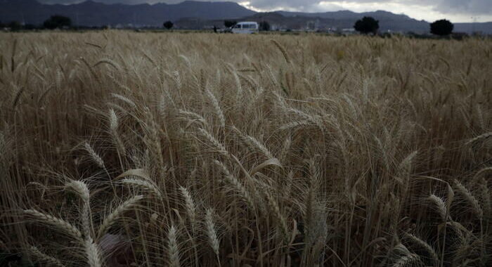 Vola il prezzo del grano con l’alt di Mosca all’accordo