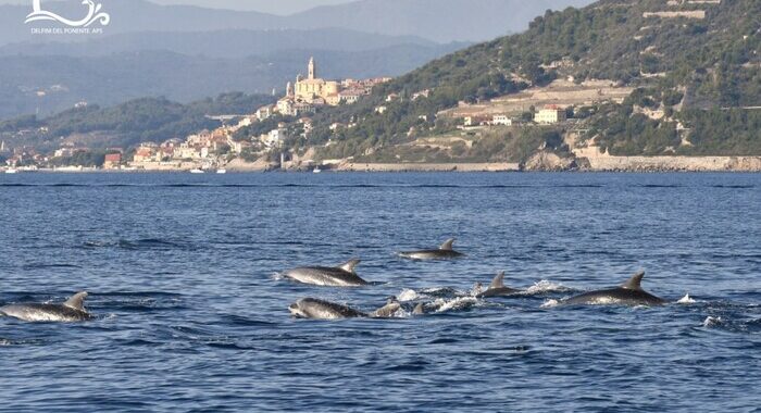 Avvistamento record di 70 delfini davanti costa ligure