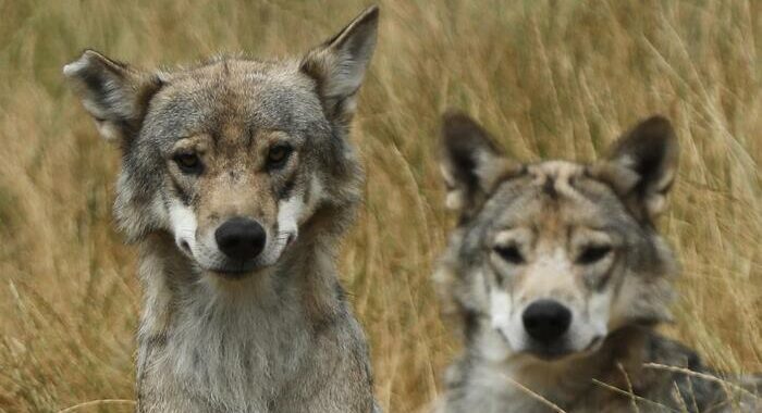 Pe: modificare lo status di specie protetta del lupo