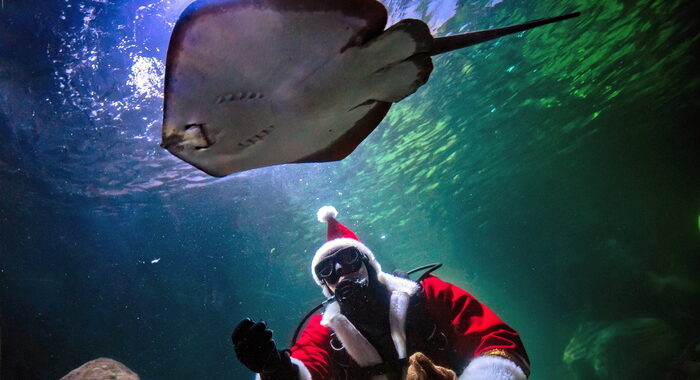 Berlino, esplode enorme acquario con 1500 pesci tropicali