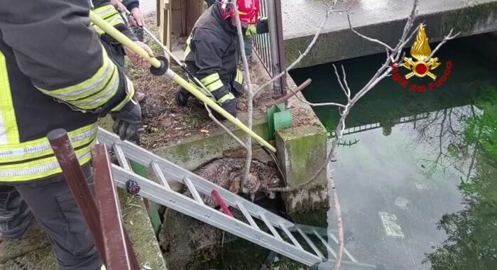 Un lupo nel centro di Verona, vigili del fuoco lo salvano