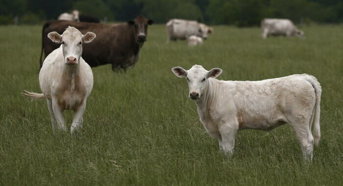 Esplosione in una fattoria del Texas, morte 18.000 mucche