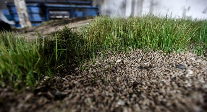 La Slovacchia ha vietato l’import del grano ucraino