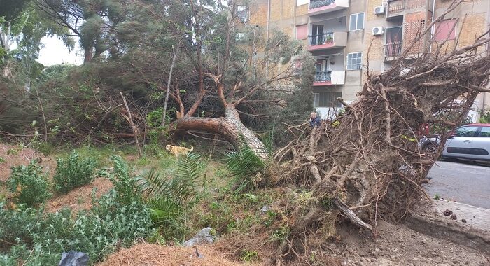 Un morto a Reggio Calabria sotto un albero caduto per il vento