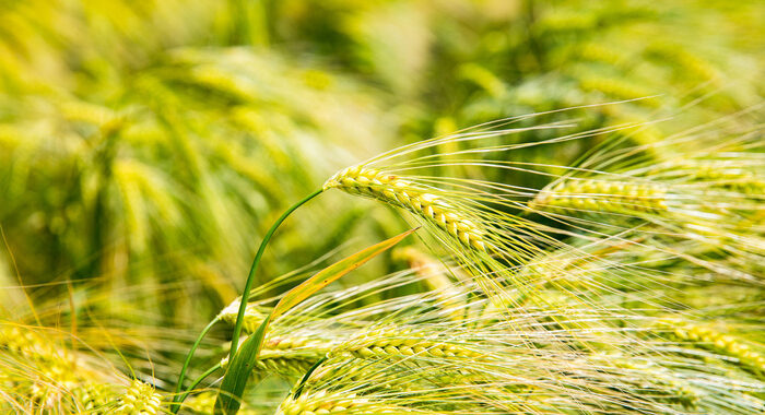 Cremlino, da sabotaggio ammoniaca impatto su accordo grano