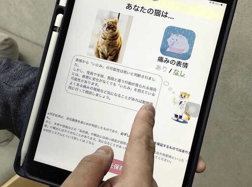 Giappone: app capace di valutare livello di dolore dei gatti