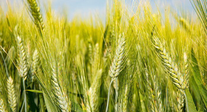 L’Ue proroga le restrizioni sull’export del grano ucraino
