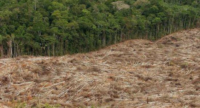 Amazzonia: deforestazione scesa del 33,6% nel primo semestre