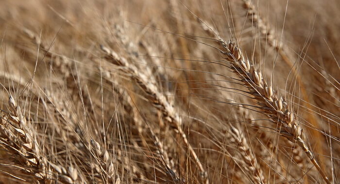 Ft, Mosca ha un piano per inviare il suo grano all’Africa