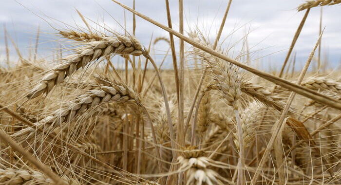 Il grano in forte rialzo con l’acuirsi delle tensioni in Ucraina