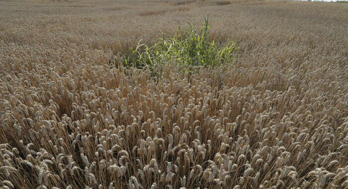 Kiev, i russi hanno distrutto 180mila tonnellate di grano