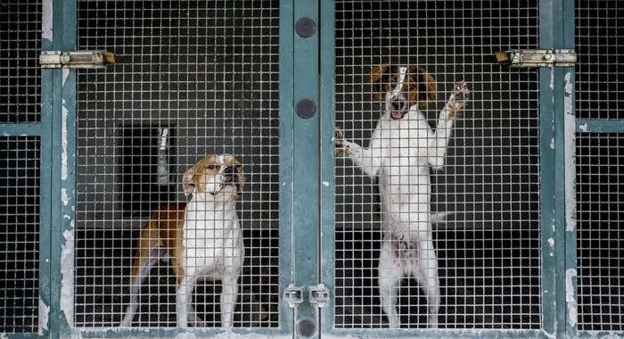 Legambiente, 71mila cani abbandonati nel 2022