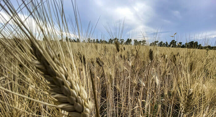 Mosca, sostituiremo gratis il grano ucraino all’Africa