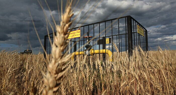 Prezzo grano senza scossoni dopo terminal Danubio distrutto