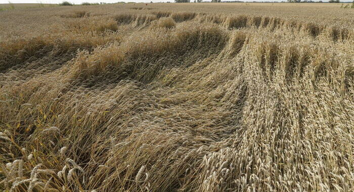 Accordo tra Ucraina e Slovacchia sull’export di grano