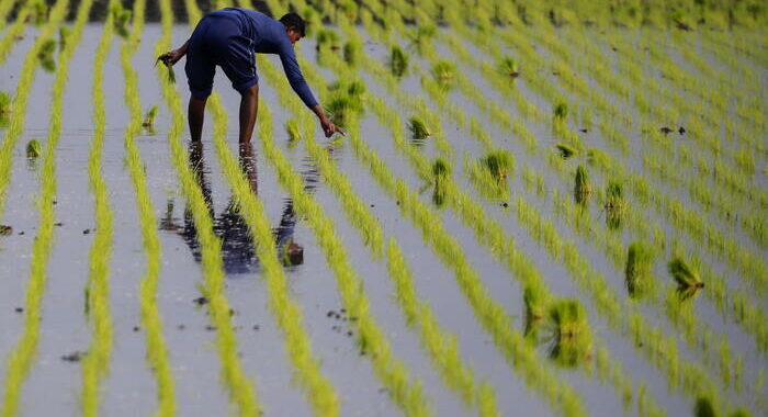 Fao, +9,8% prezzo riso ad agosto, il più alto da 15 anni