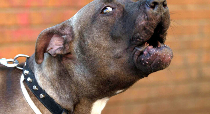 Anziana aggredita da un pitbull muore in provincia di Pavia