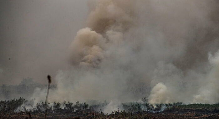 Brasile: giaguari morti per incendio in parco del Mato Grosso