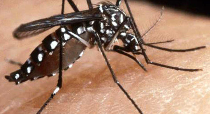 Approvato negli Usa il primo vaccino al mondo per la chikungunya