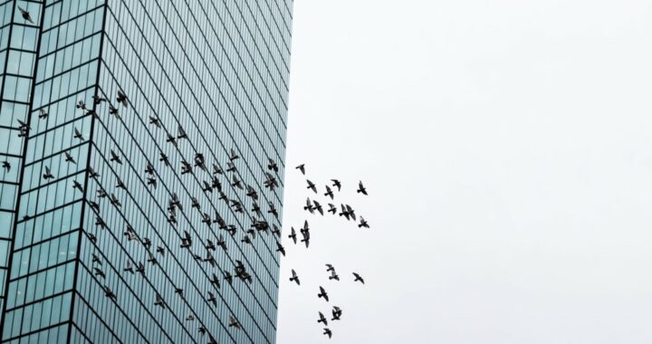 I nuovi edifici che evitano lo schianto di uccelli