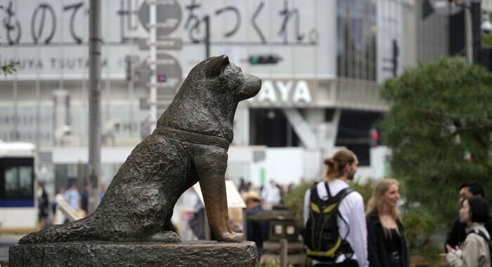 A Tokyo sfilano i cani Akita, 100 anni fa nasceva Hachiko