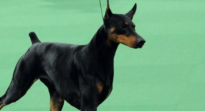 Bimbo morso dal dobermann di famiglia