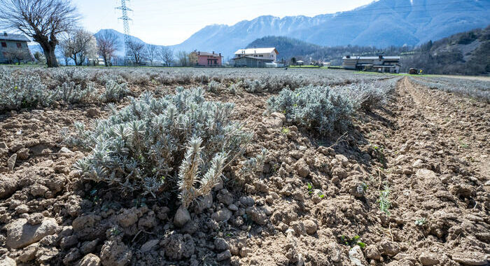 Cop28: Fao, il clima falcidia l’agricoltura per il 40% dei Paesi