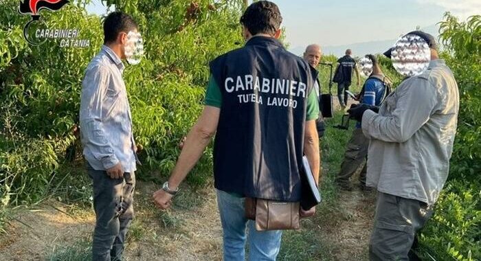 Calderone, in ispezioni anti-caporalato 24% di irregolari