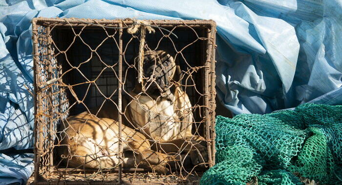 Corea Sud, Parlamento mette al bando consumo carne di cane