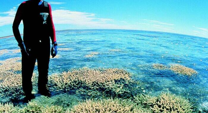 Australia, grande barriera corallina a rischio sbiancamento