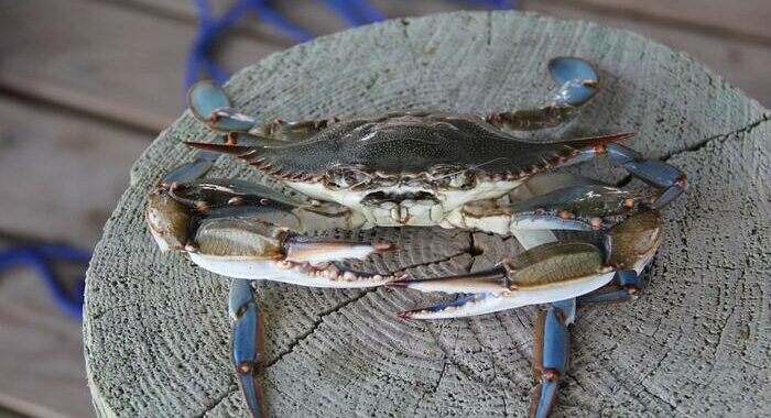 Caldo risveglia il granchio blu,primi stop alla pesca di vongole