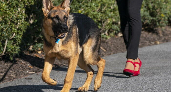 Cane di Biden ha morso uomini del Secret Service in 24 occasioni