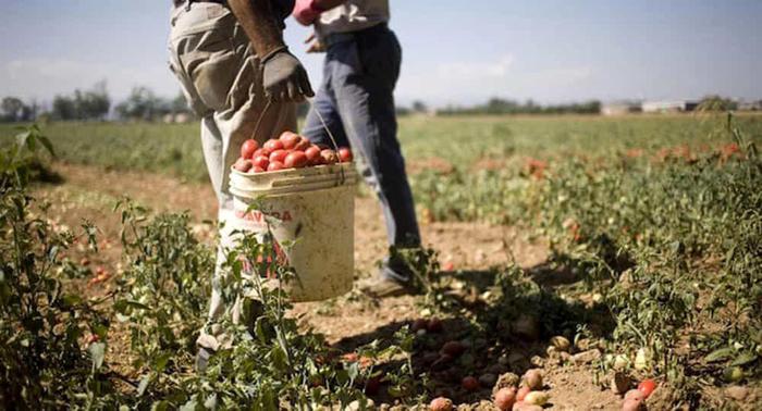 Braccianti ridotti in schiavitù, maxi sequestro a due caporali